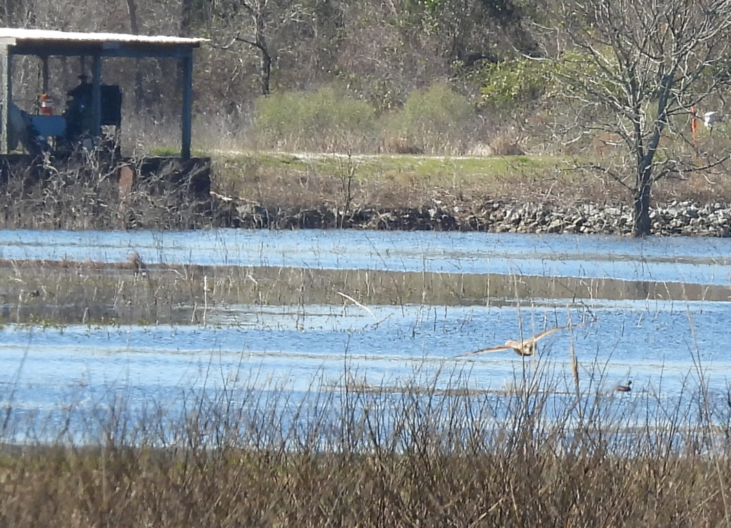 Hibou des marais - ML532373731