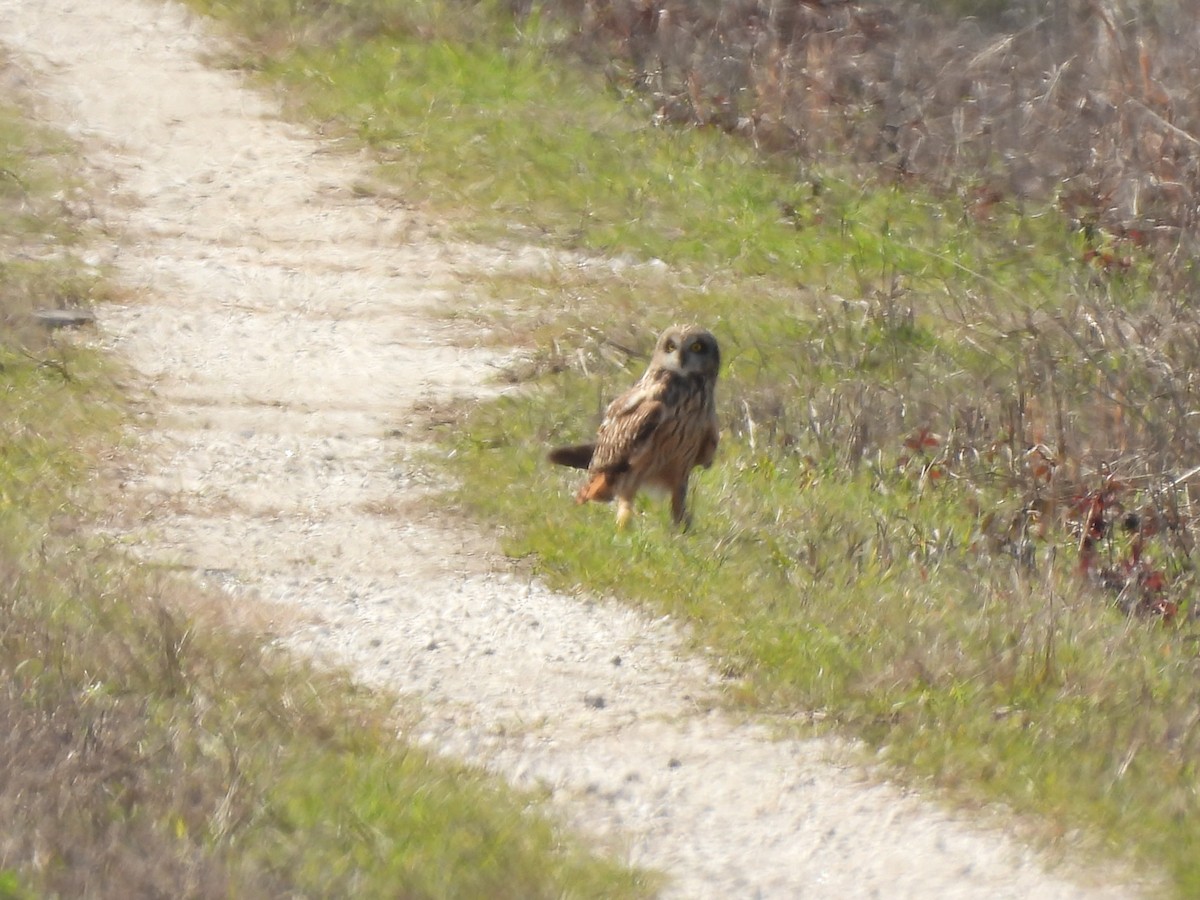 Short-eared Owl - ML532373911