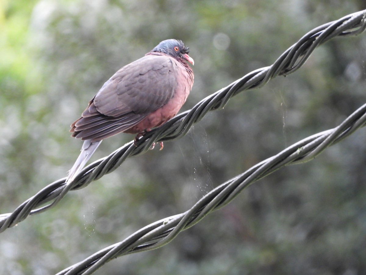 Laurel Pigeon - ML532374031