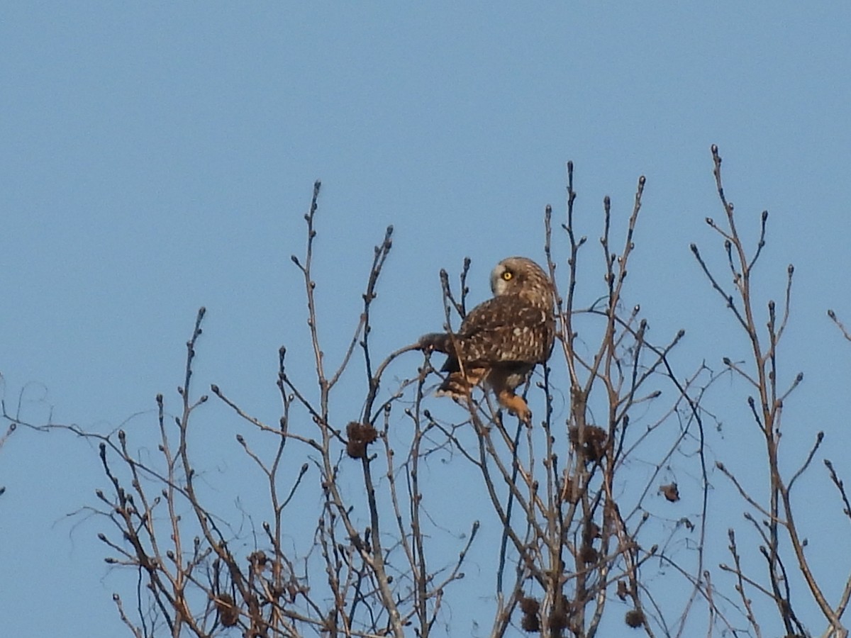 Hibou des marais - ML532374131