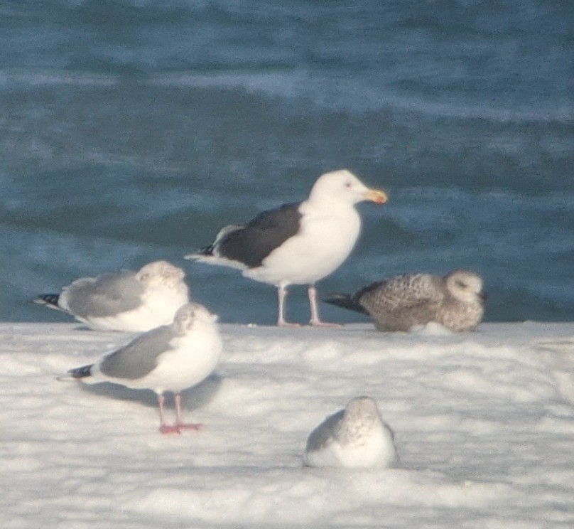 Great Black-backed Gull - ML532374301