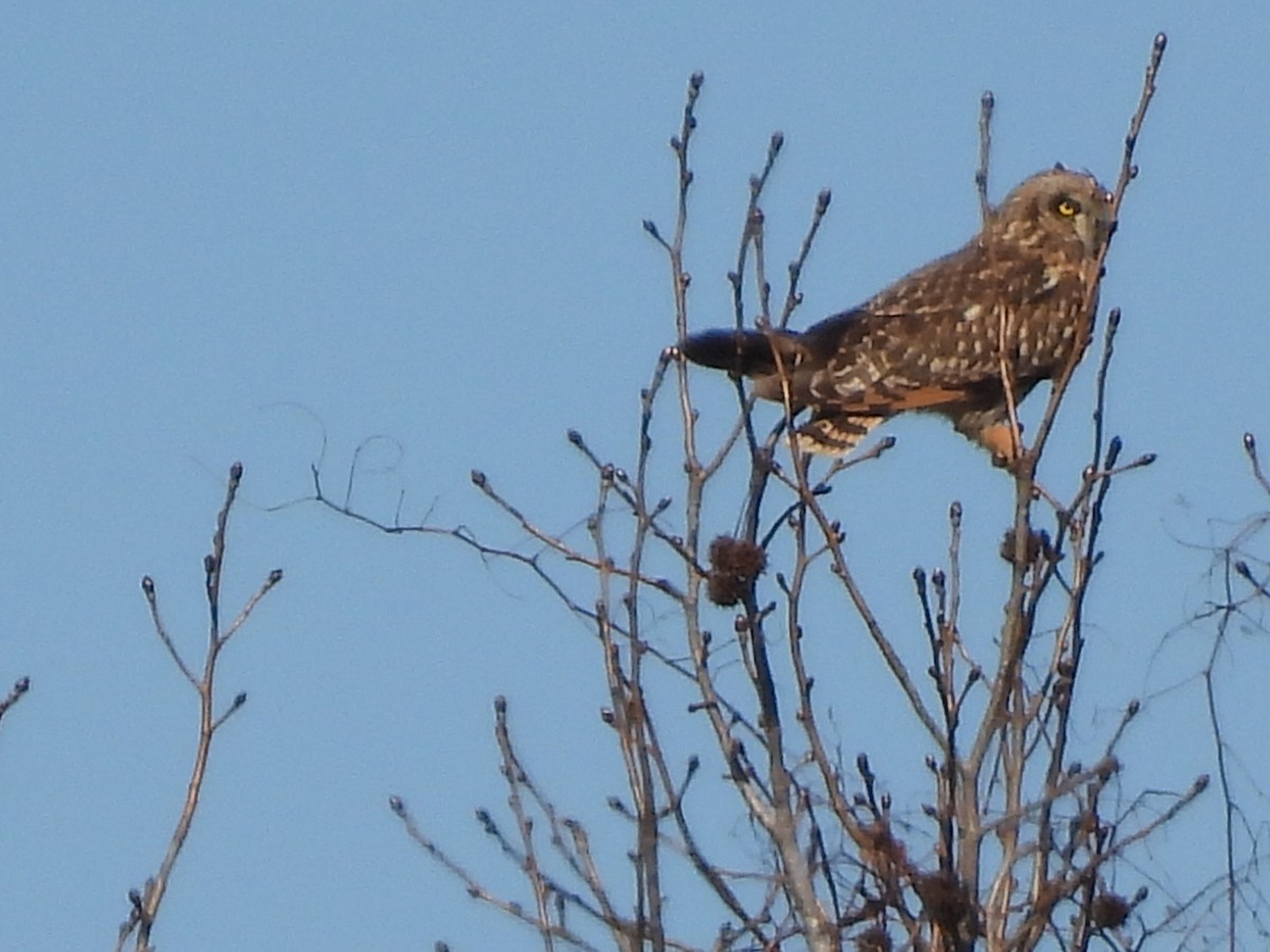 Short-eared Owl - John McMahan