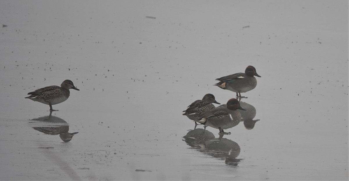 Green-winged Teal (Eurasian) - ML532374491