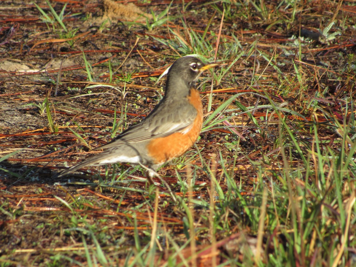 American Robin - Elaine Grose