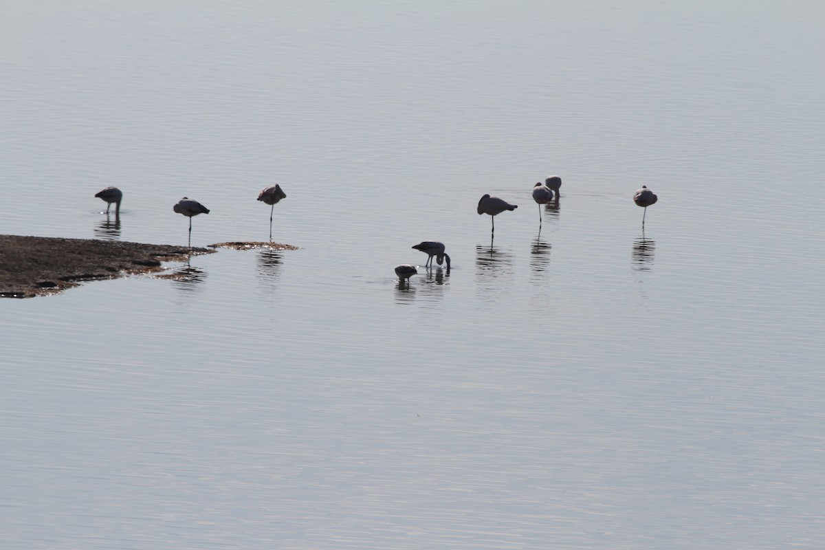 Greater Flamingo - Kenan ÇAĞLAYANKAYA