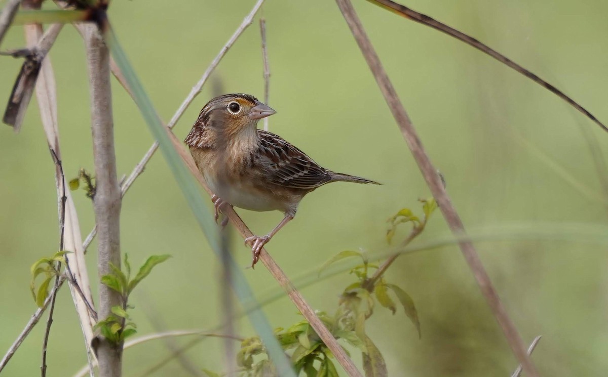 Grasshopper Sparrow - Mark and Tori Myers