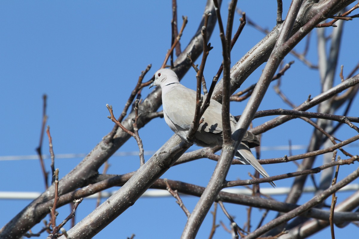 Eurasian Collared-Dove - Kenan ÇAĞLAYANKAYA