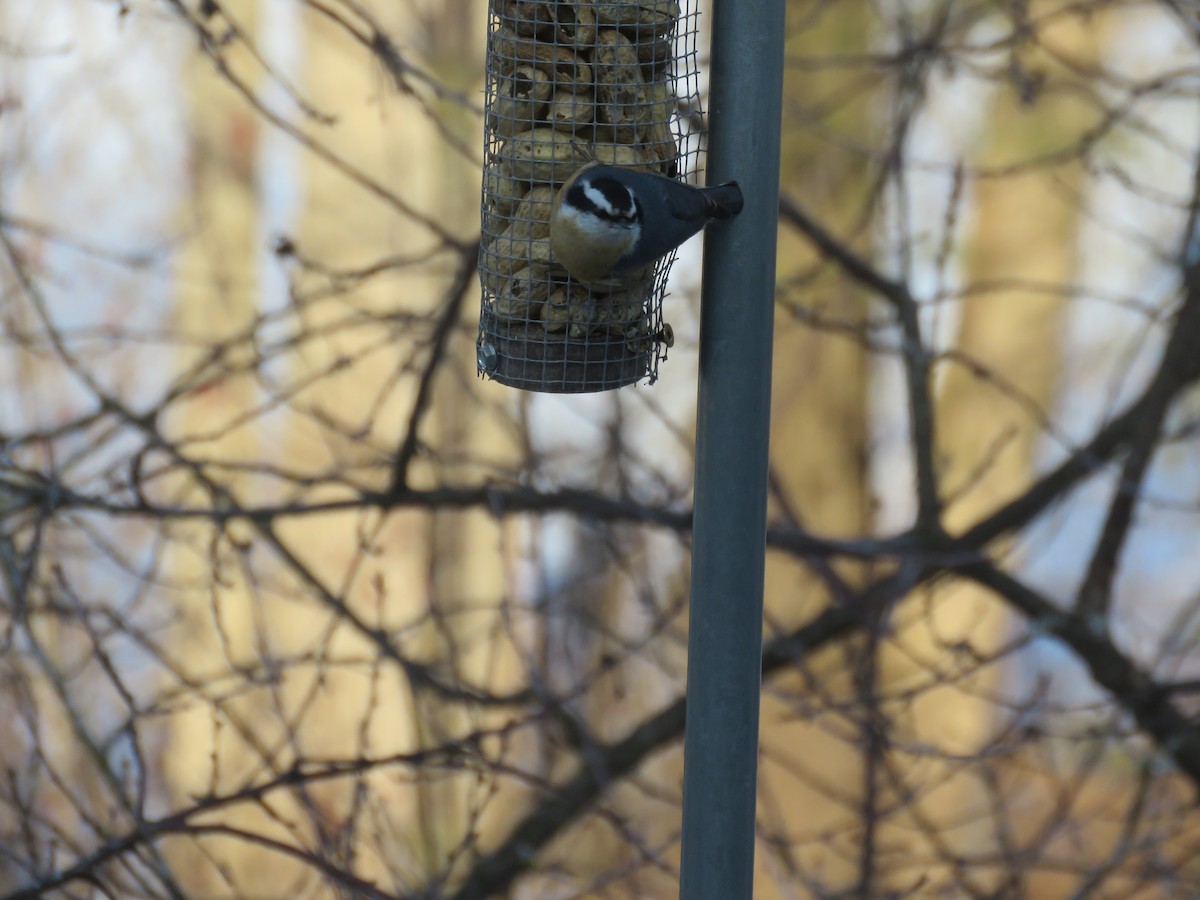 Red-breasted Nuthatch - ML532375761