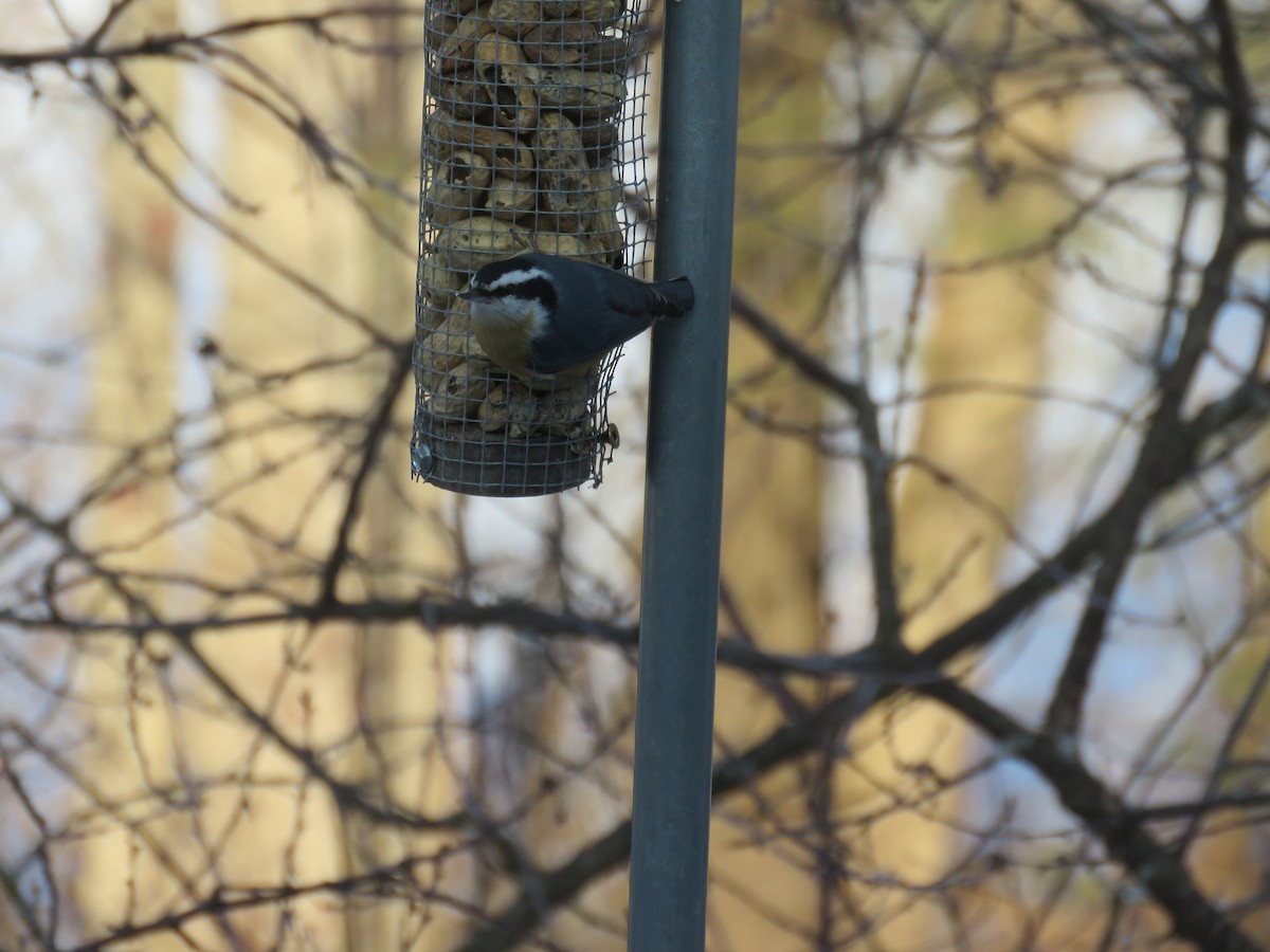 Red-breasted Nuthatch - ML532375771
