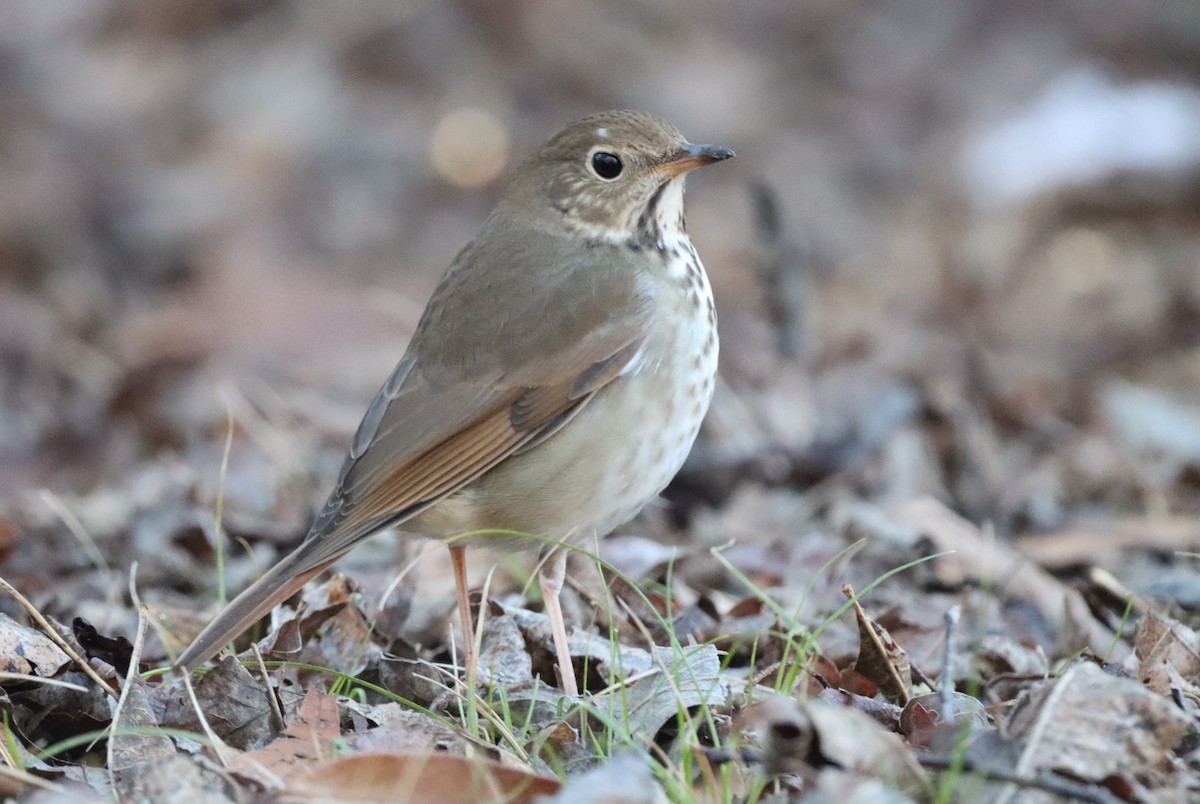 Hermit Thrush - ML532376021