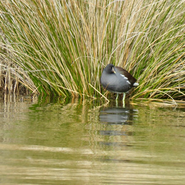 Common Gallinule - ML532376391