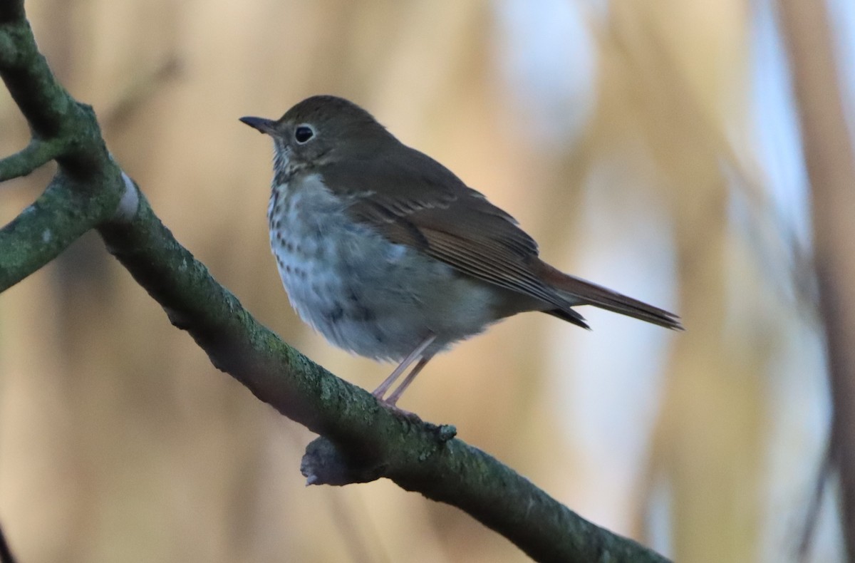 Hermit Thrush - ML532376511