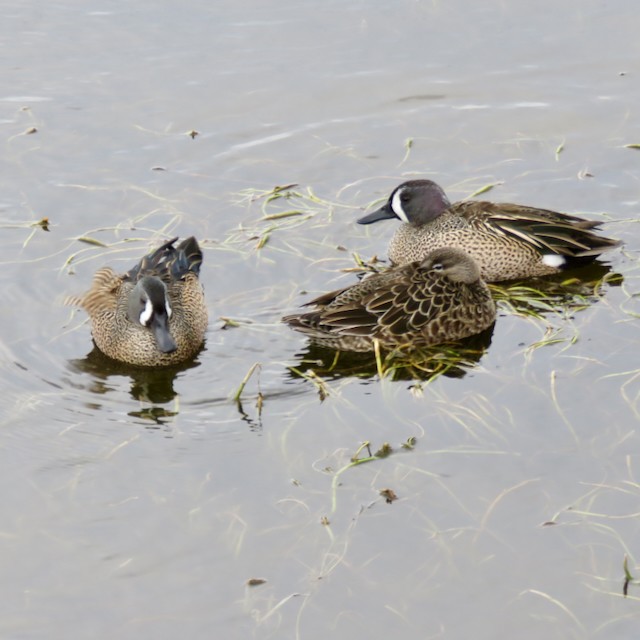 Blue-winged Teal - ML532376601