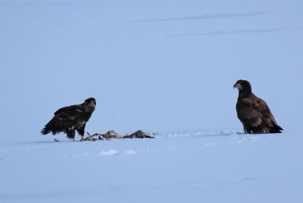 Bald Eagle - ML532377061