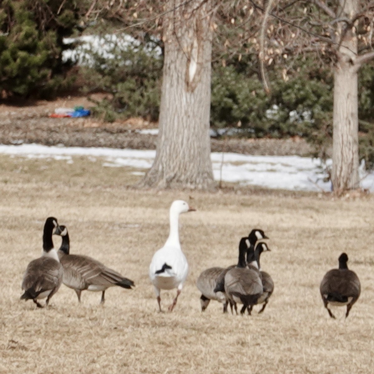 Snow Goose - ML532377481