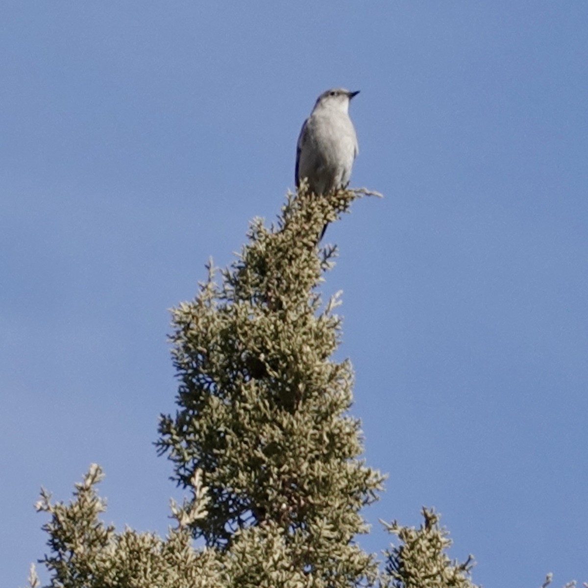 Townsend's Solitaire - ML532377641