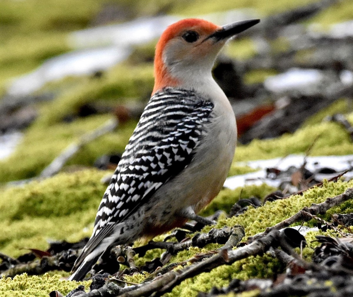 Red-bellied Woodpecker - ML532377741