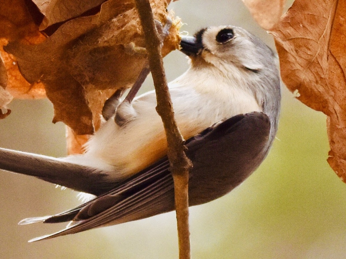 Tufted Titmouse - ML532377801