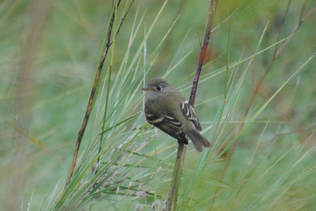 Hammond's Flycatcher - ML532378001