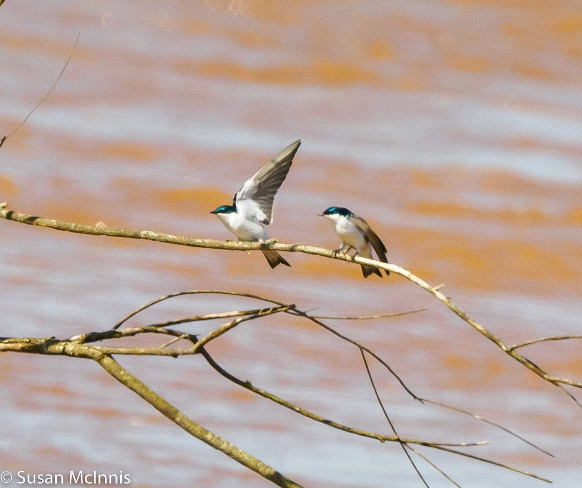 White-winged Swallow - Susan Mac