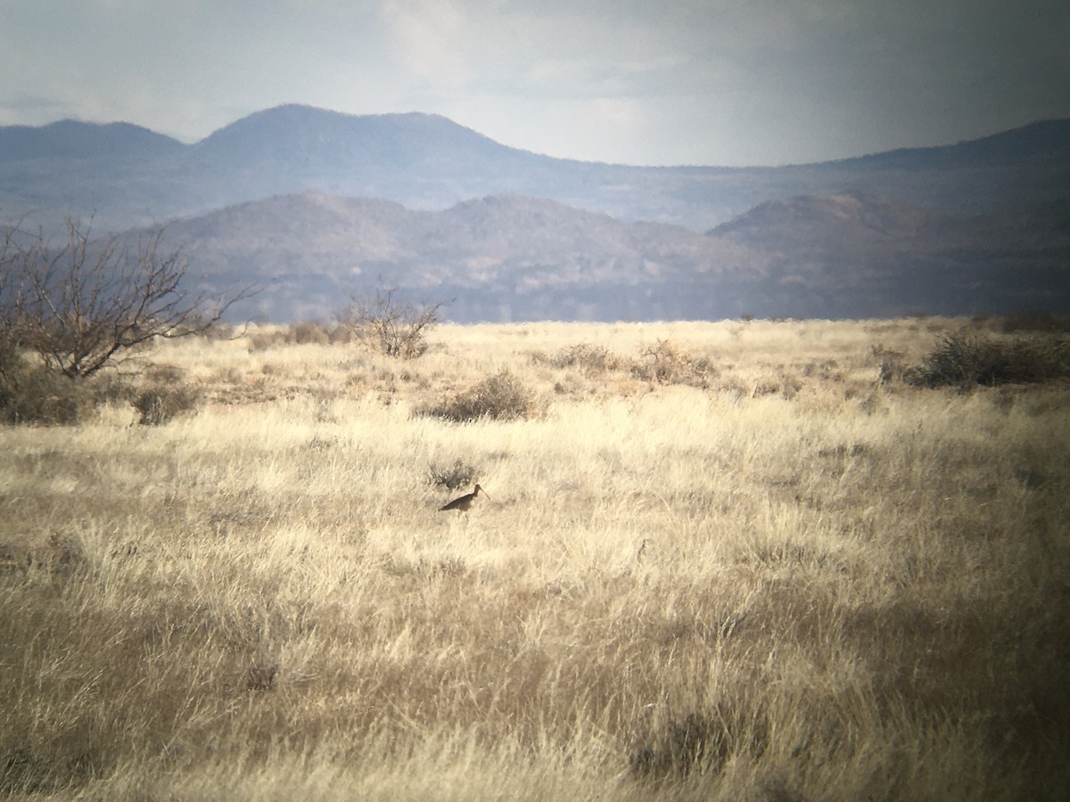 Long-billed Curlew - ML532378431