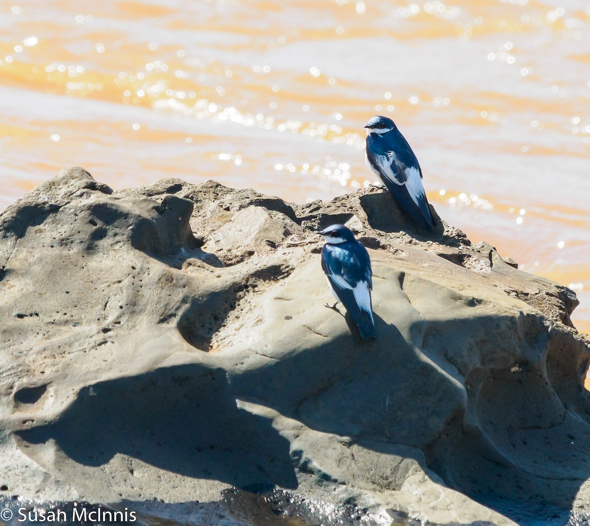 White-winged Swallow - Susan Mac