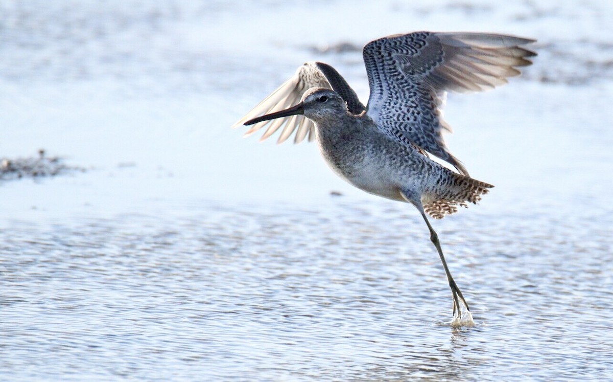 Long-billed Dowitcher - ML53237891