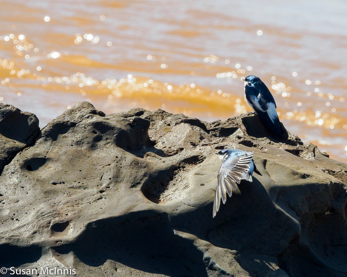 White-winged Swallow - Susan Mac