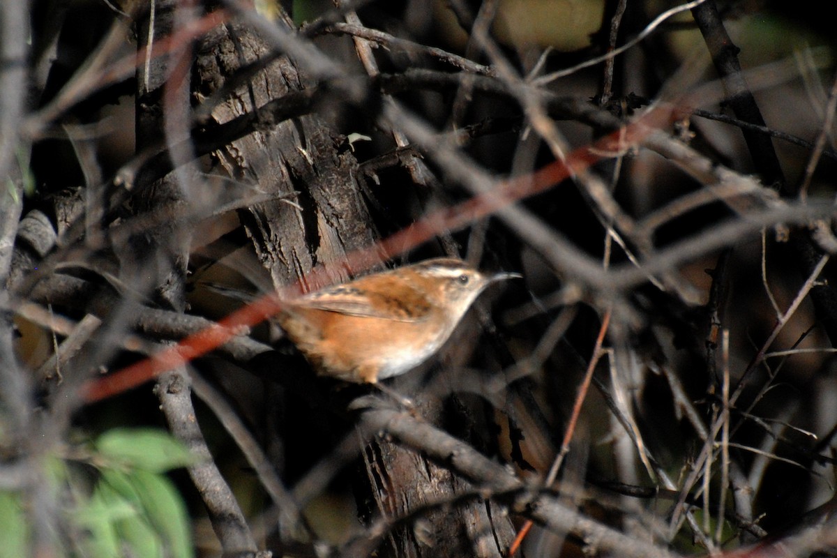 Marsh Wren (palustris Group) - Nick Moore