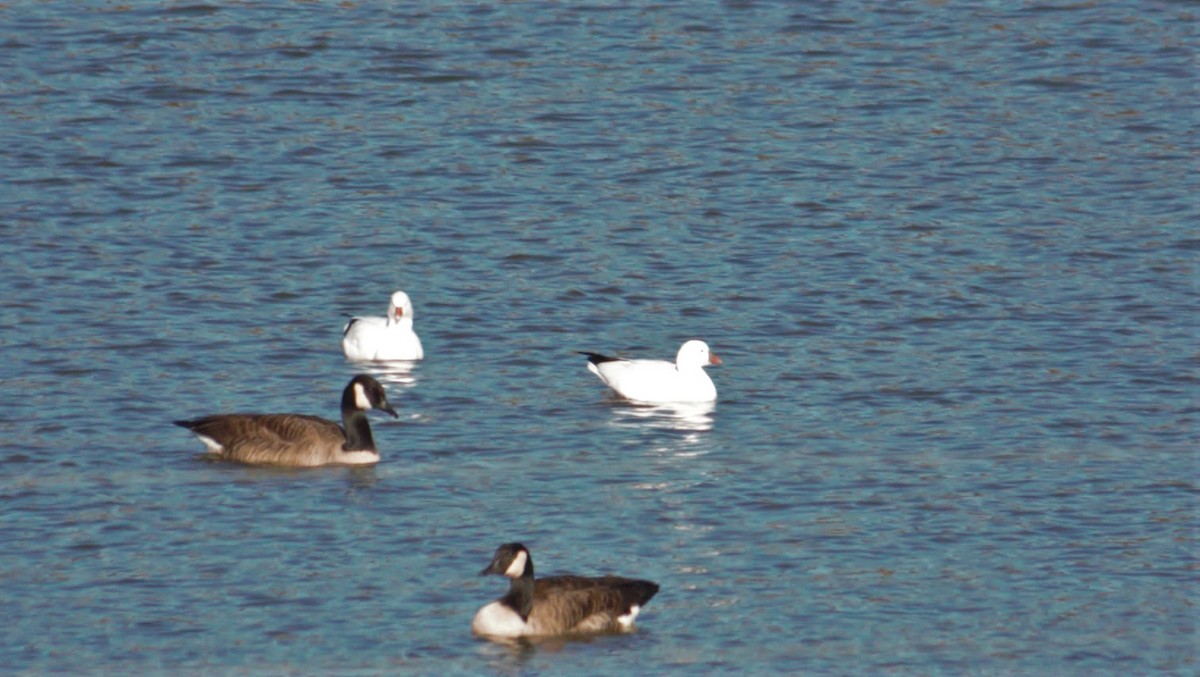 Ross's Goose - ML532379871