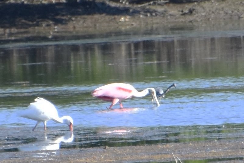 Roseate Spoonbill - ML532379941