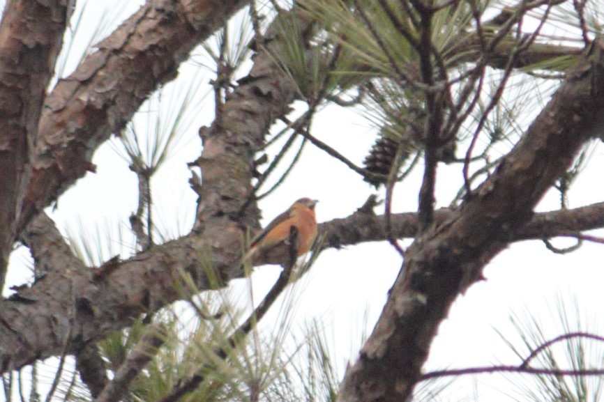 Red Crossbill - ML532380401