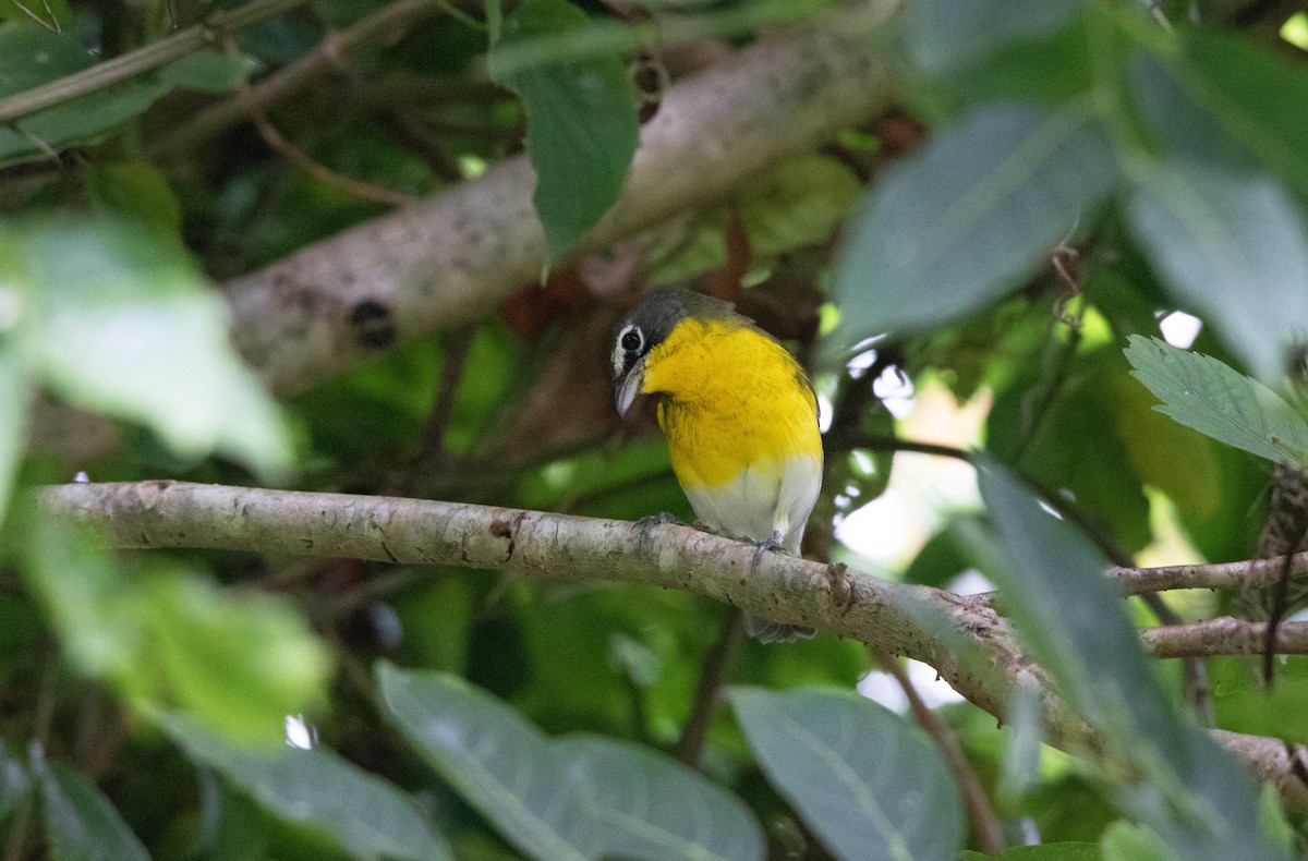 Yellow-breasted Chat - ML532381281