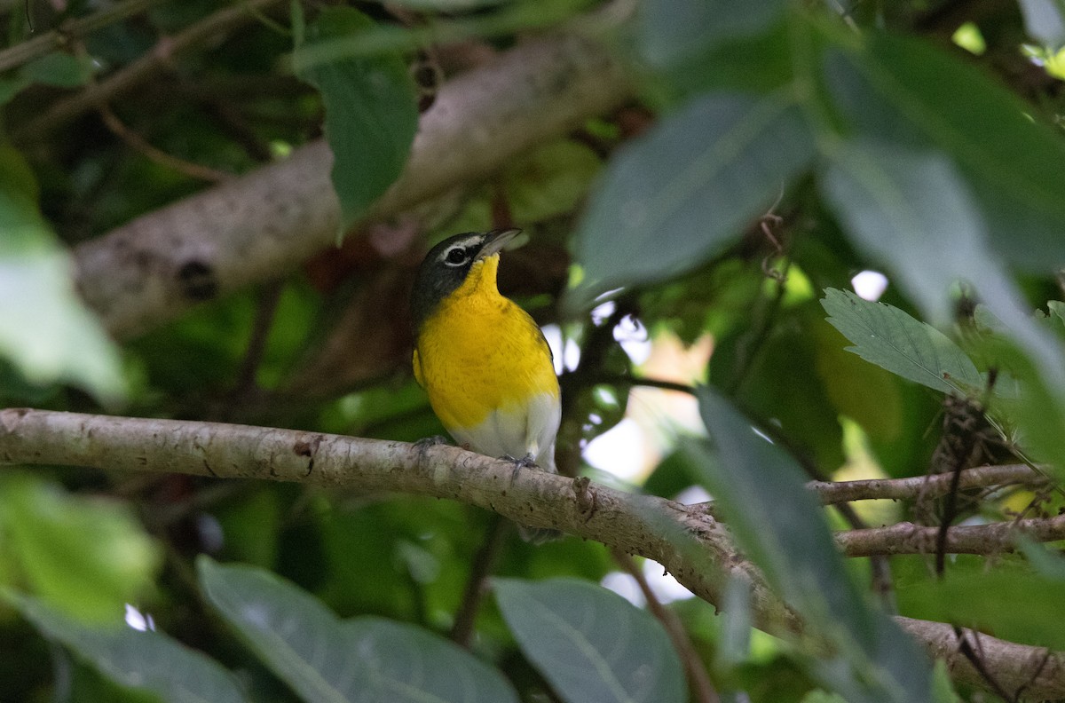 Yellow-breasted Chat - ML532381291