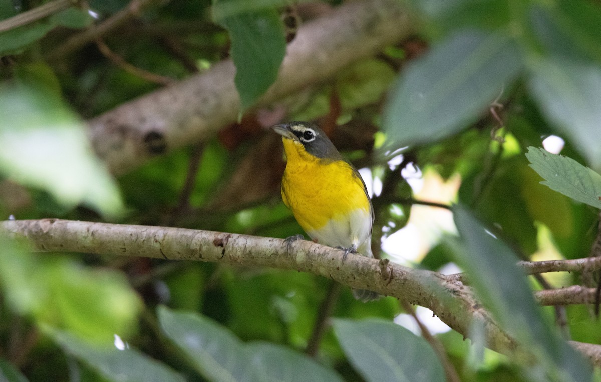 Yellow-breasted Chat - ML532381301