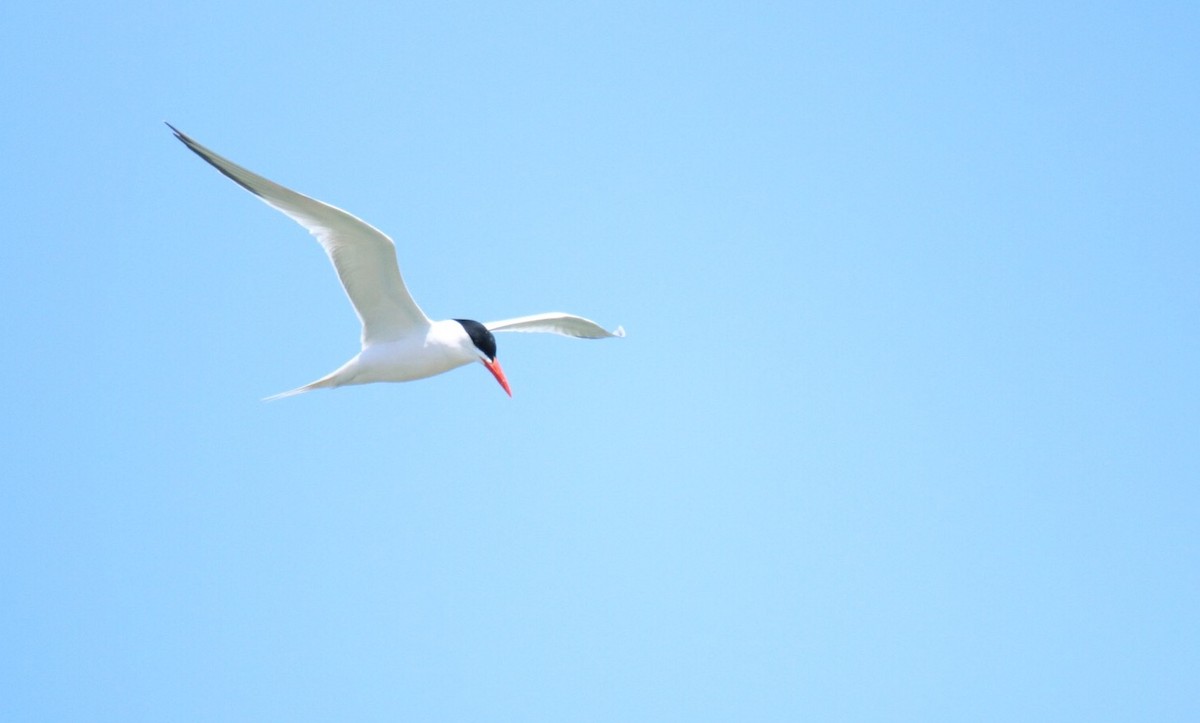 Royal Tern - ML53238161