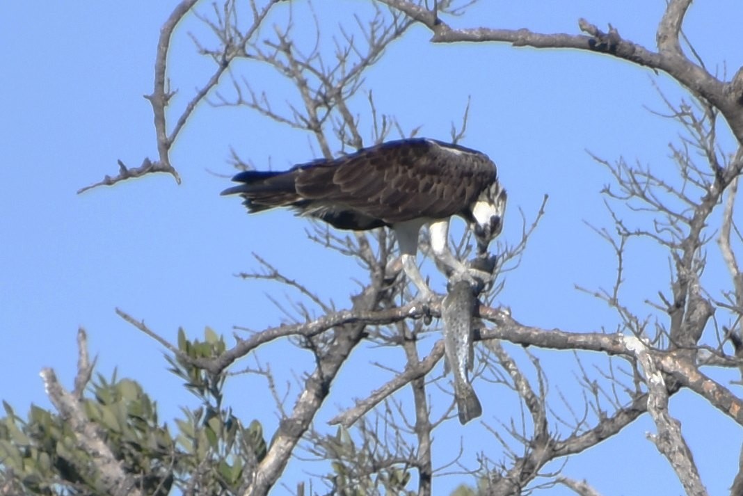 Águila Pescadora - ML532382061