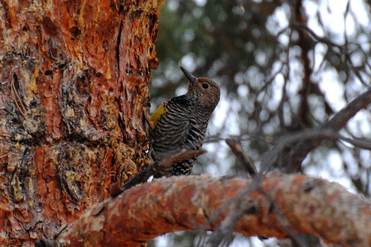 Williamson's Sapsucker - ML532382551