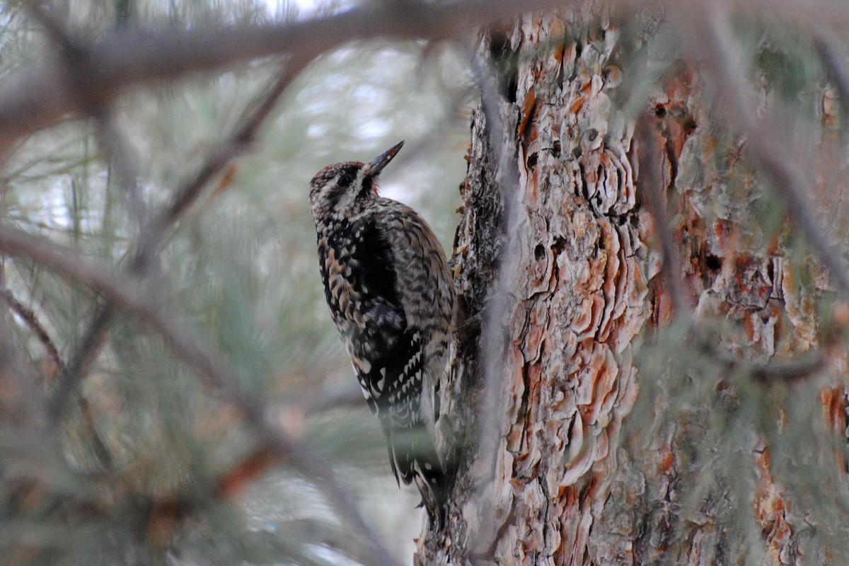 Yellow-bellied Sapsucker - ML532382561