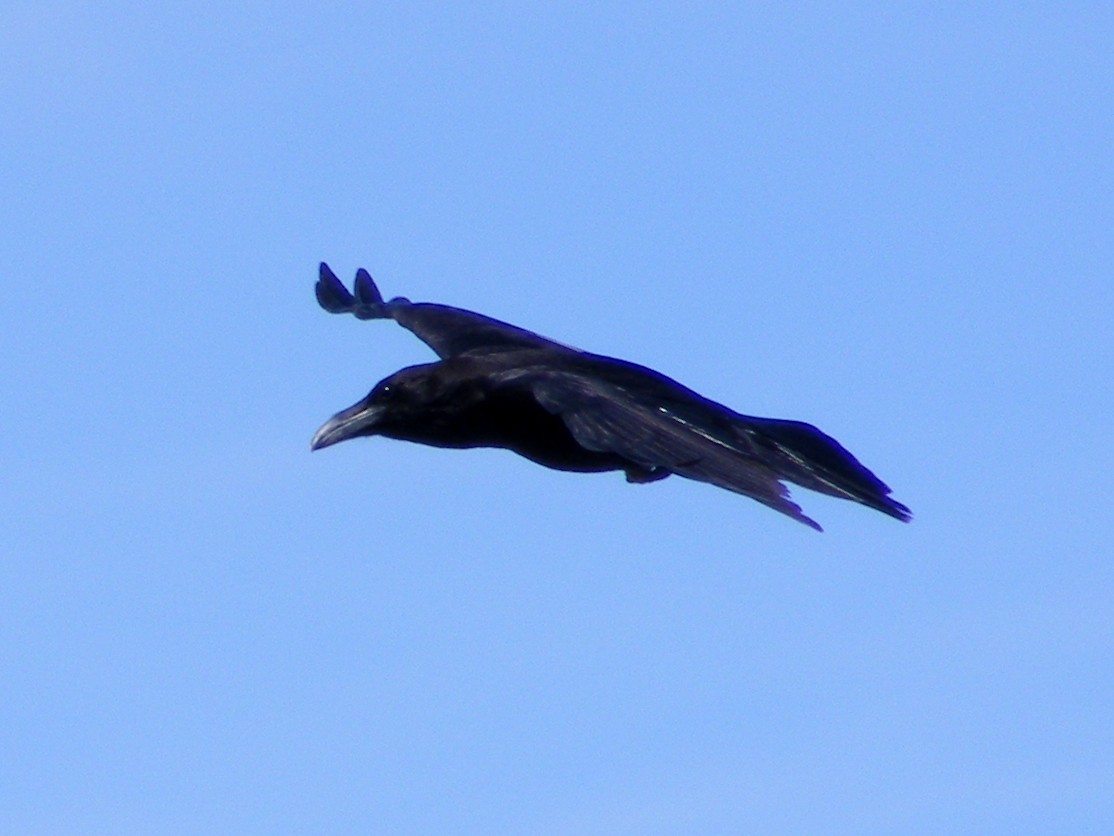 Common Raven - David Bree