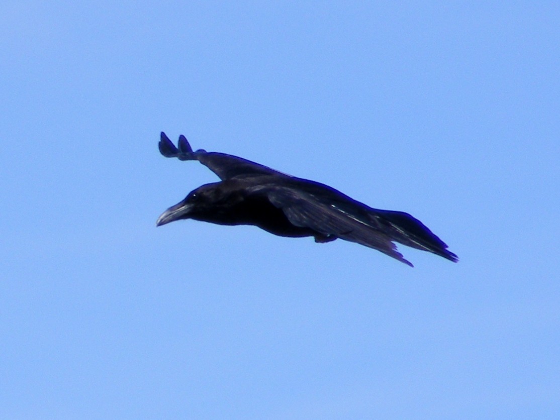 Common Raven - ML53238361