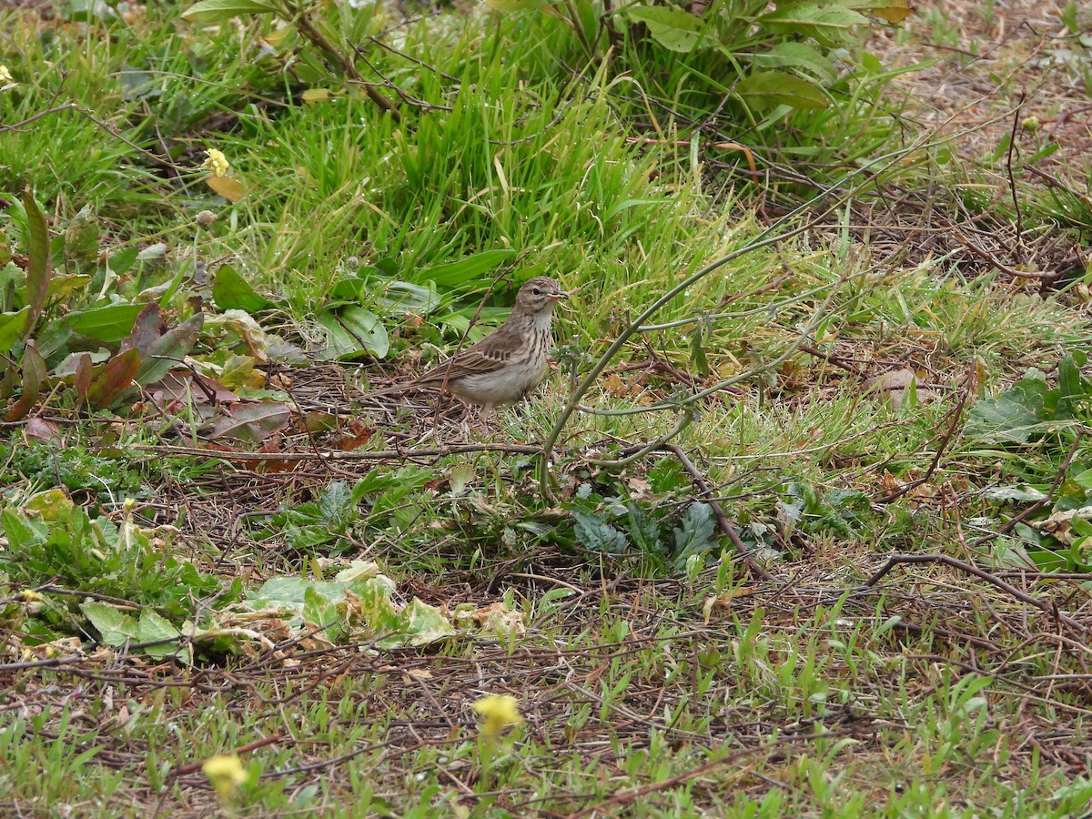 Pipit de Berthelot - ML532383631