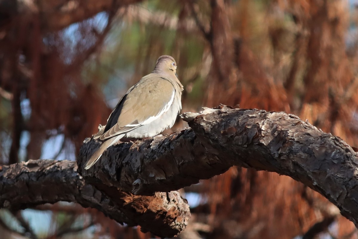 White-winged Dove - ML532383711