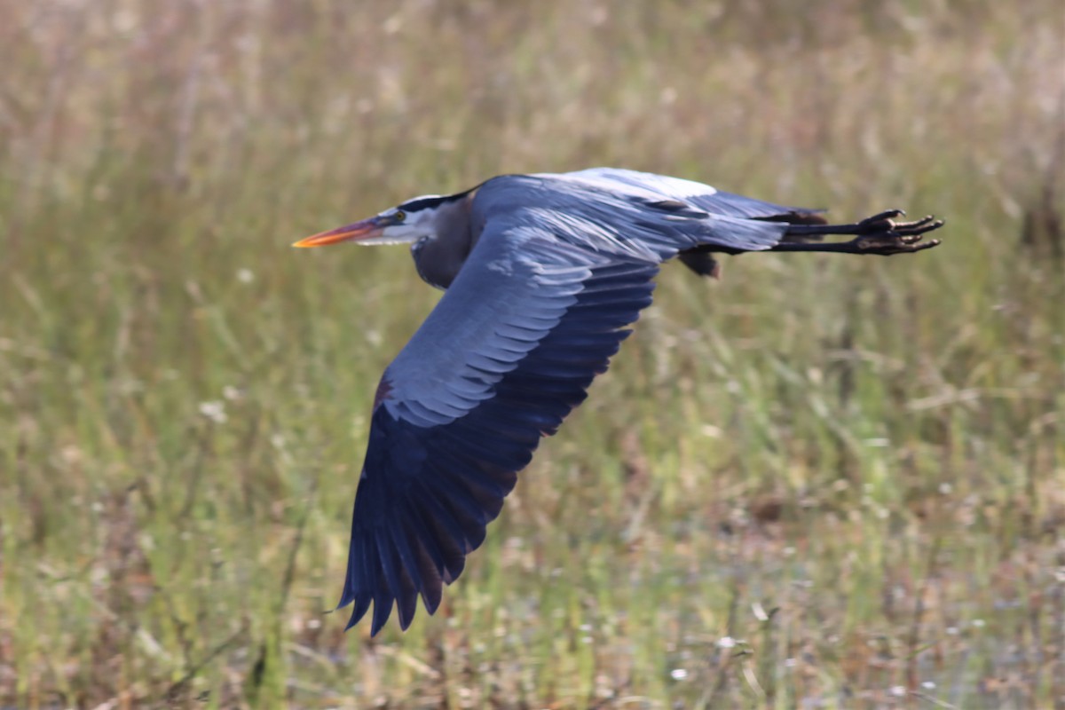 Great Blue Heron - Margaret Viens