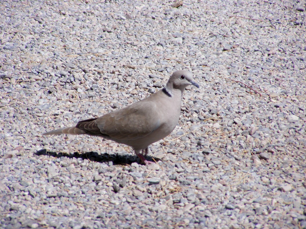 Eurasian Collared-Dove - ML53238411