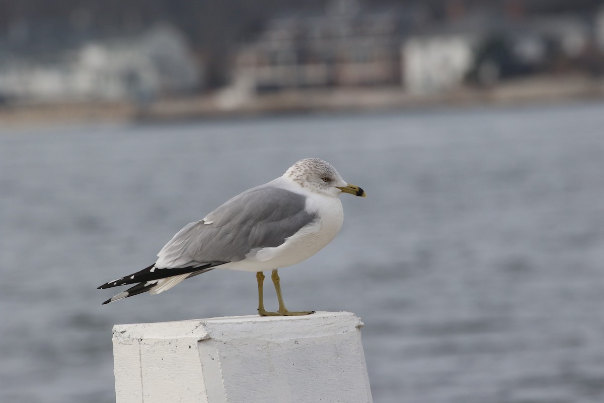 Ring-billed Gull - ML532384451