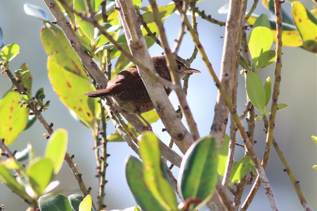 Chochín Criollo - ML532384951