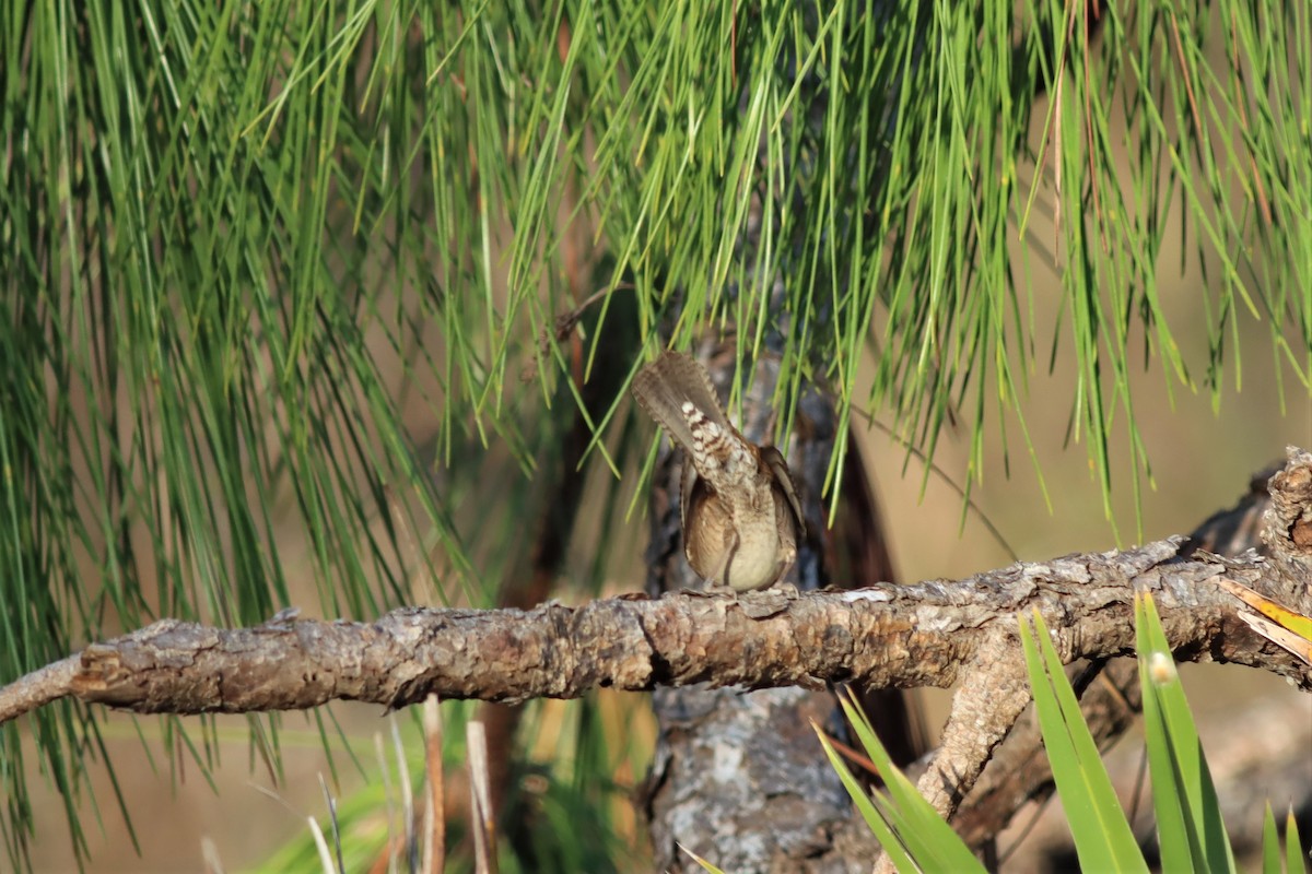 House Wren - ML532384961