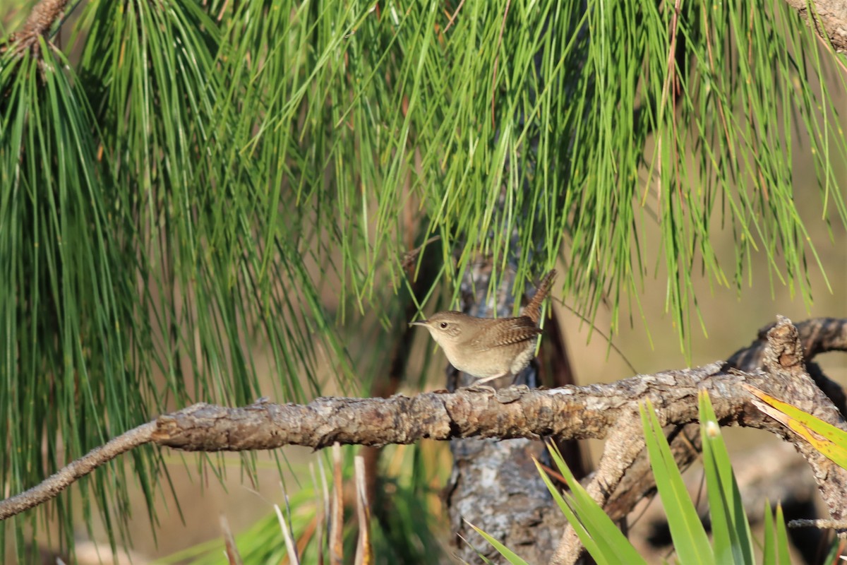 House Wren - Margaret Viens