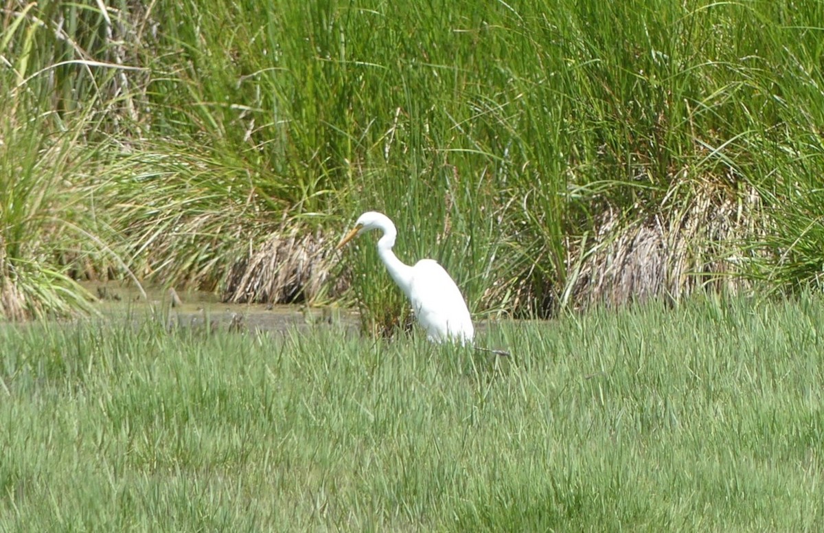 Plumed Egret - ML532385061